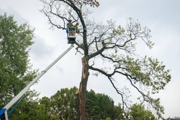 Best Utility Line Clearance  in Bellaire, OH