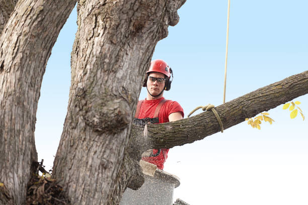 Best Stump Grinding and Removal  in Bellaire, OH